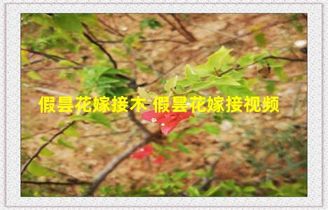 假昙花嫁接木 假昙花嫁接视频